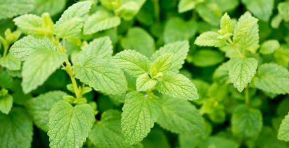 lemon balm healing herbs.jpg lemon balm healing herbs.jpg