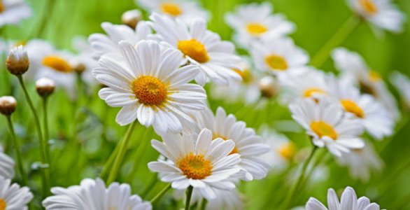 chamomile healing herbs.jpg chamomile healing herbs.jpg