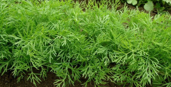 dill healing herbs.jpg dill healing herbs.jpg