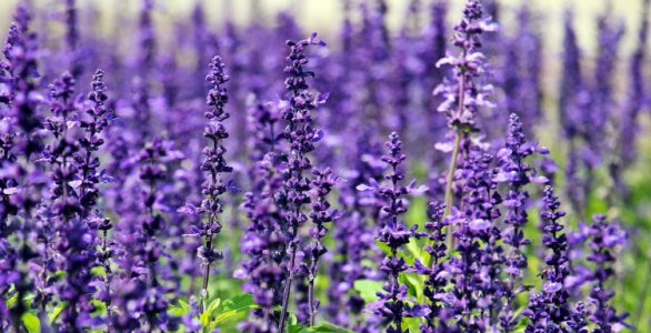 Lavender healing herbs.jpg Lavender healing herbs.jpg