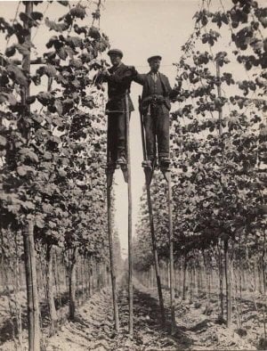 Hop Picking, Faversham, England, 1920.jpeg