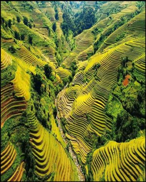 Rice growing_North Vietnam copy.jpg