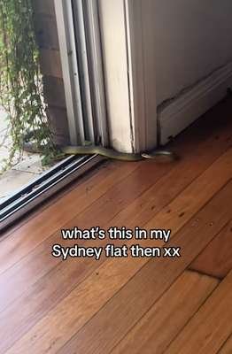 compressed-snek.jpeg compressed-snek.jpeg