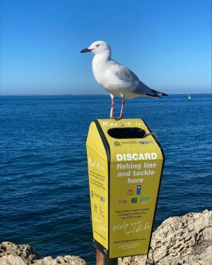 seagull.jpg seagull.jpg
