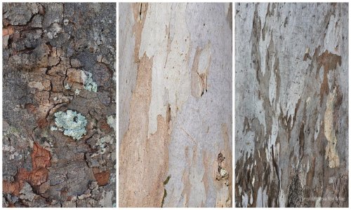 Bark Collage-1 copy.jpg