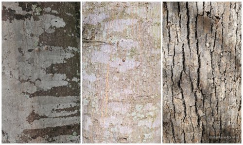 Bark Collage-2 copy.jpg
