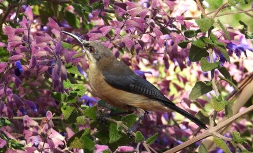 05-18-2024 Waite 011 Eastern Spinebill.JPG