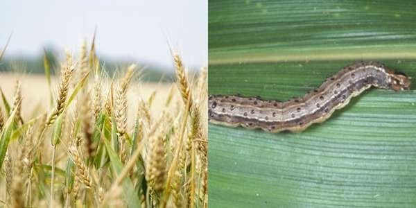 fall armyworm.jpeg