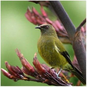 NZ Bellbird on Flax Flower copy_1.jpg