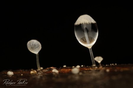 Mycena and droplet.jpg