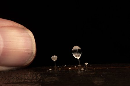 Mycena and droplet and Thumb.jpg