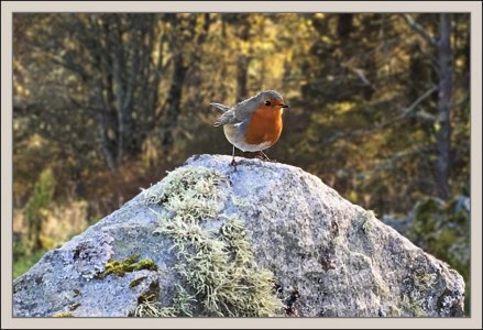 Robin..Keeper of the ancient Cemetary...Isle of Gigha...jpg