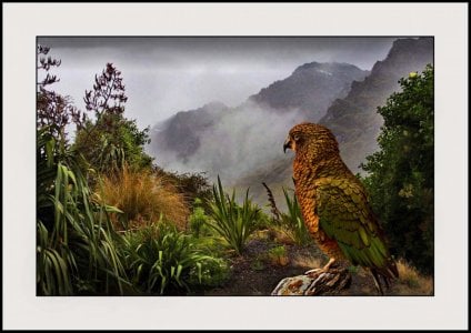 Kea, NZ's Mountain Parrot copy.jpg