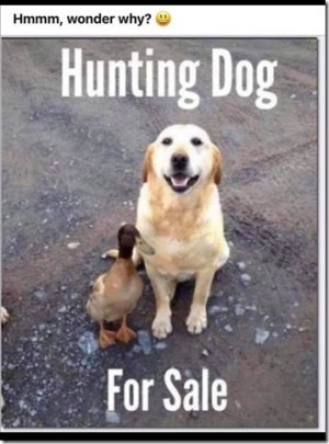 Hunting dog for sale[1].jpg