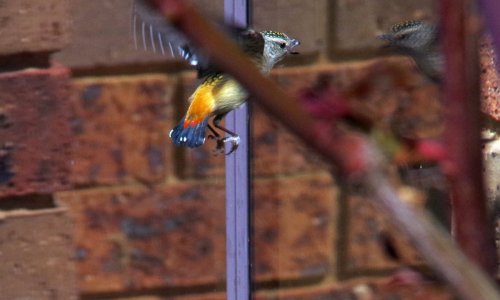 Spotted Pardalote Male on attack.jpg