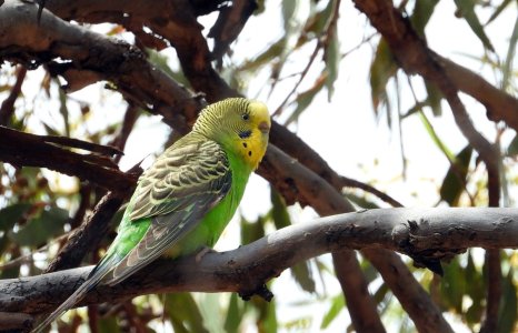 Budgerigars 02.JPG