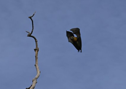 06-09-2024 Flying Fox 001.JPG