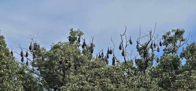 Flying Foxes.jpeg