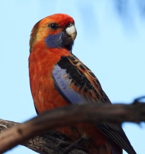 06-16-2024 Waite 006 Rosella Adelaide.JPG