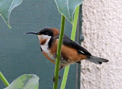 06-23-2024 Eastern Spinebill 02.JPG