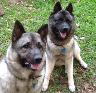 51690-Sheba and Boris.jpg