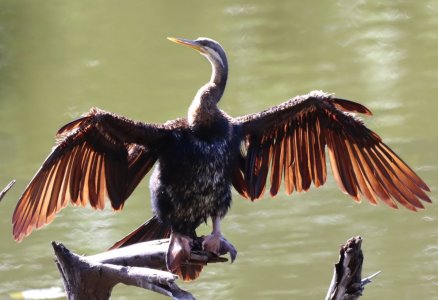 Australasian darter (Anhinga novaehollandiae).JPG