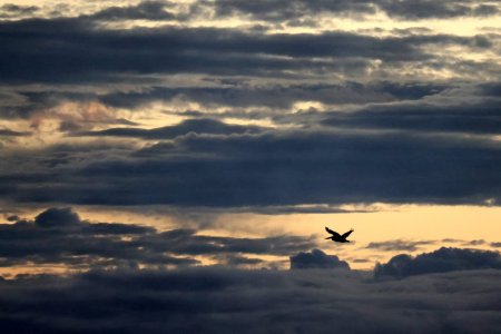 Pelican in clouds 260624.jpg