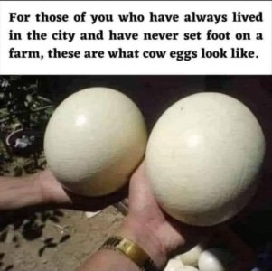 Cow eggs.jpg