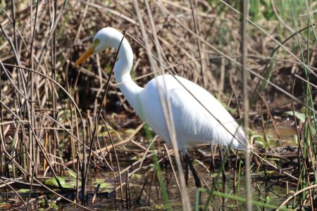 Egret.jpg