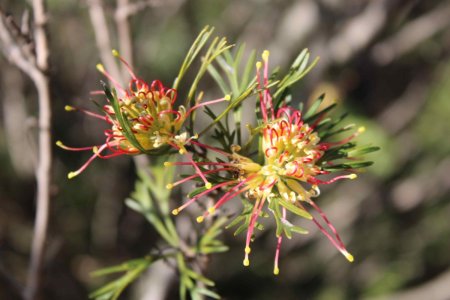 Hakea flower.jpg