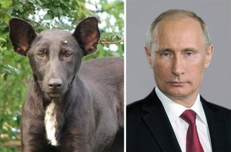 Animal Celebrity look alikes-4.jpg