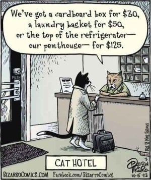 cat hotel .jpg