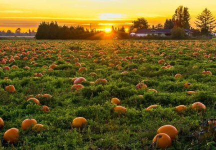 compressed-pexels-pumpkins.jpeg