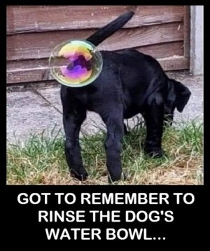 Remember rinse dog bowl.jpg