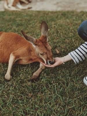 compressed-pexels-kangaroo.jpeg