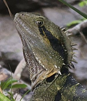 Australian Water Dragon - Intellagama leuseurii.jpg