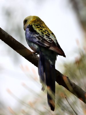 Pale-headed Rosella_Platycercus adscitus.JPG