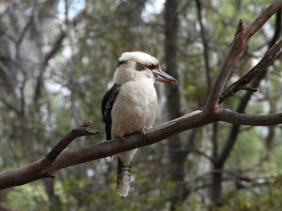 08-18-2024 Billabong 005  Kookaburra.JPG