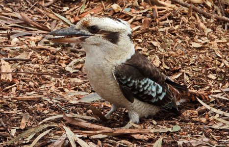 08-18-2024 Billabong 004 Kookaburra.JPG