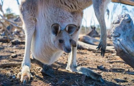 compressed-pexels-kangaroos.jpeg