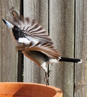 Grey Butcherbird.jpg