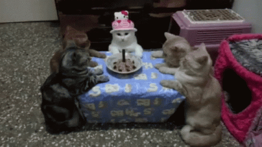 birthday.gif