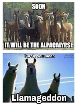 alpaca_llama.jpg