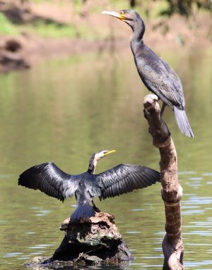 Cormorants.JPG