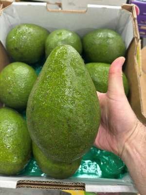 compressed-jala avocado.jpeg