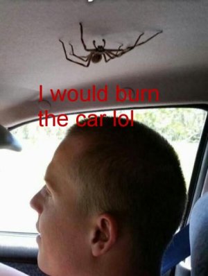 burn car spider.jpg