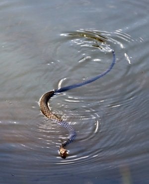 Watersnake.JPG