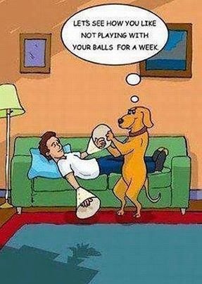 dogs balls.jpg