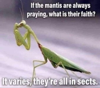 Pray mantis.jpg