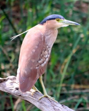 Nankeen Night Heron.JPG